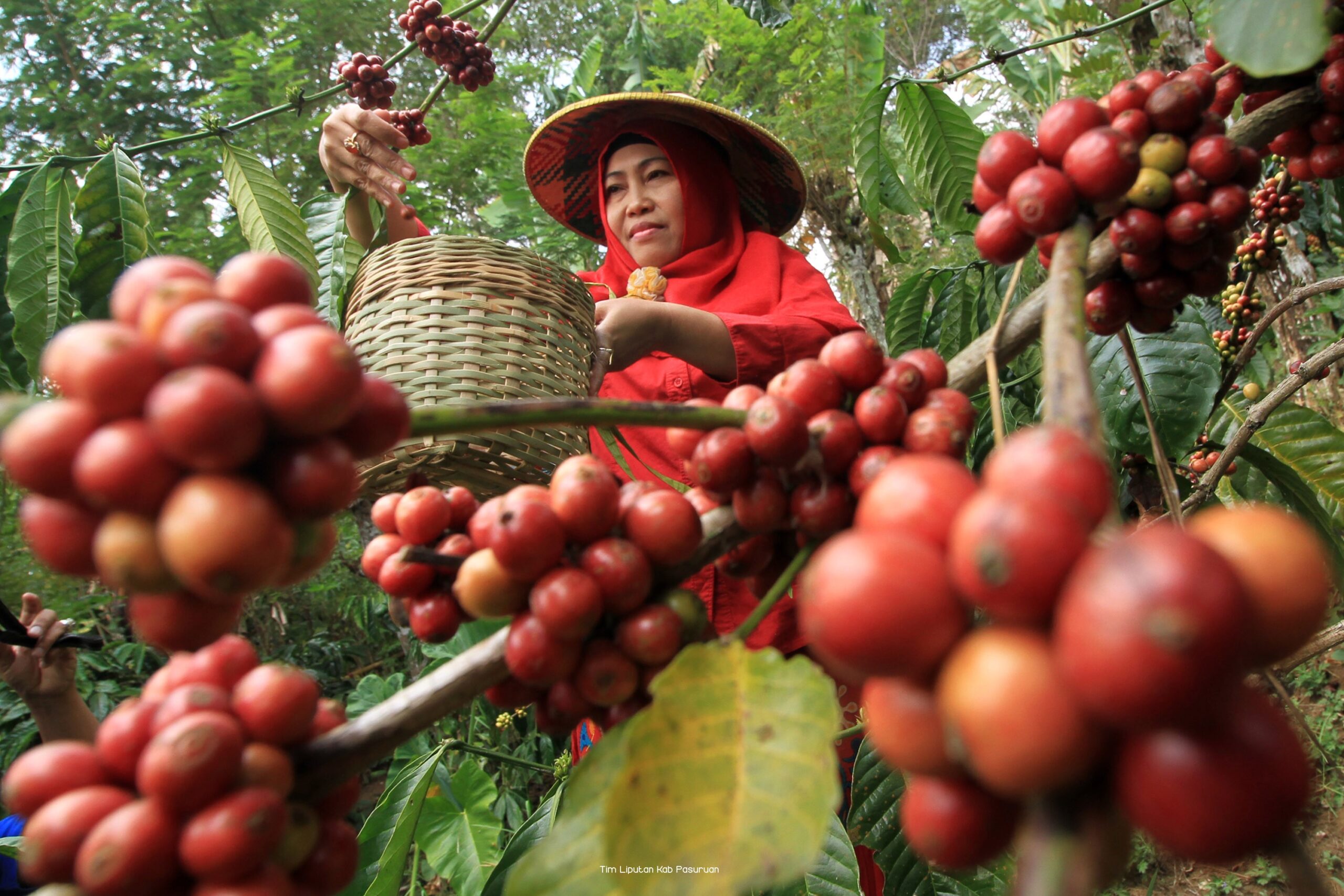 Synergy between Bapanas and Polbangtan: Encouraging the Coffee Teaching Factory Program to Increase Indonesian Coffee Competitiveness